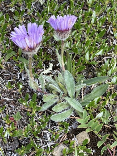 Image of Erigeron grandiflorus by no rights reserved