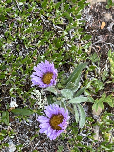 Image of Erigeron grandiflorus by no rights reserved
