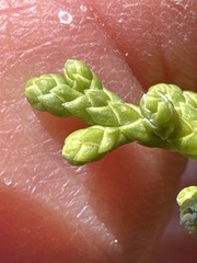 Juniperus osteosperma