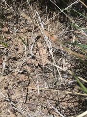 Phrynosoma douglasii
