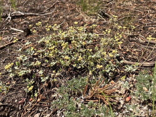 Image of Eriogonum marifolium by (c) Steve Matson, some rights reserved (CC BY)
