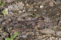 Argia fumipennis