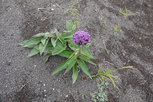 Image of Tilesius’ Saw-Wort (Saussurea pseudotilesii) by (c) Валерия Ковалева, some rights reserved (CC BY)