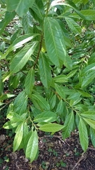 Prunus laurocerasus
