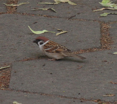 Passer montanus