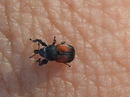 Laemosaccus burkei