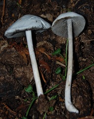 Panaeolus antillarum image