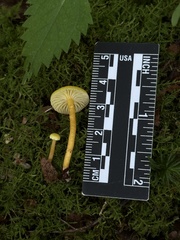 Hygrocybe parvula