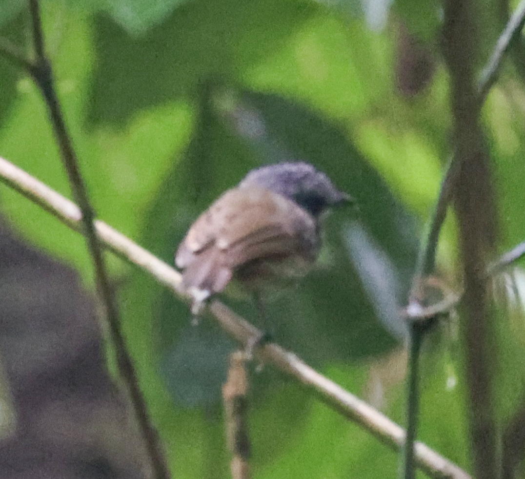 Plain Antvireo (Dysithamnus mentalis)