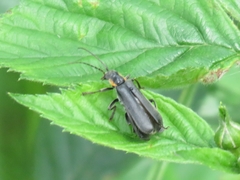 Cantharis obscura