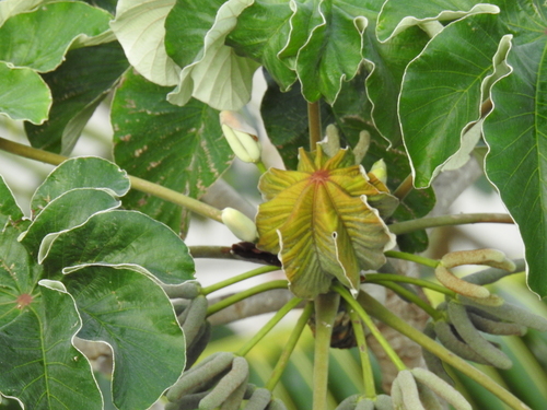 trumpet tree