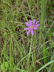 Sabatia gentianoides