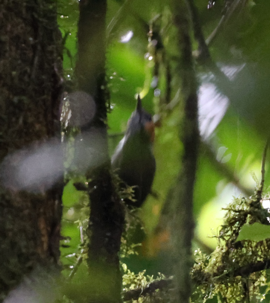 Tawny-faced Gnatwren