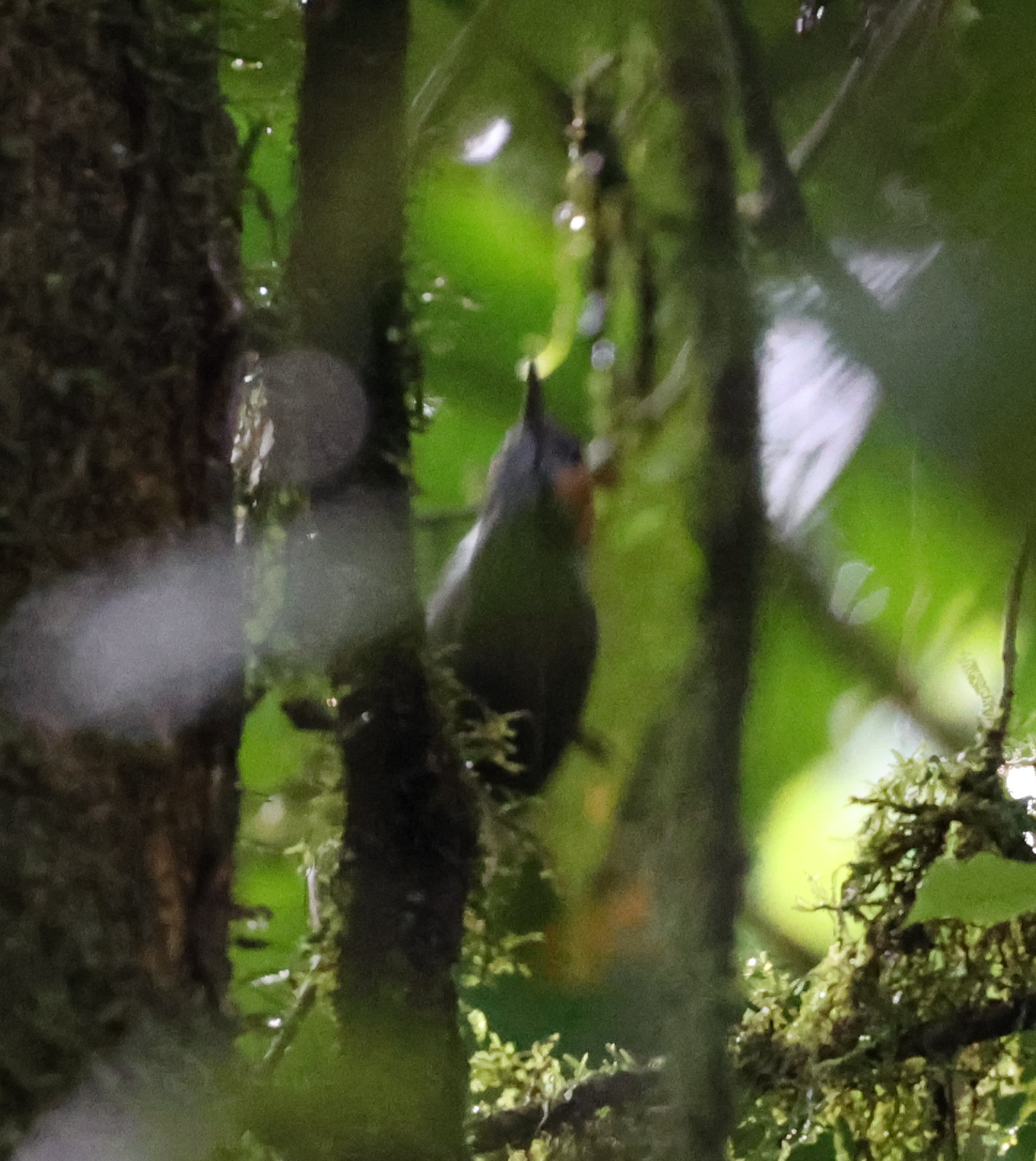 Tawny-faced Gnatwren (Microbates cinereiventris), photo 10