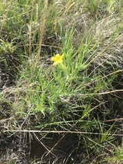 Lithospermum incisum