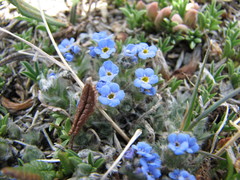 Eritrichium argenteum