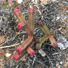Crassula pyramidalis