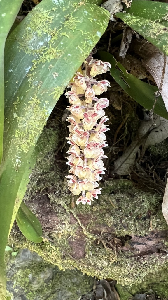 Cymboglossum maculiflorum