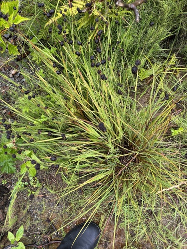 Juncus ensifolius iNat (1)