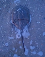 Limulus