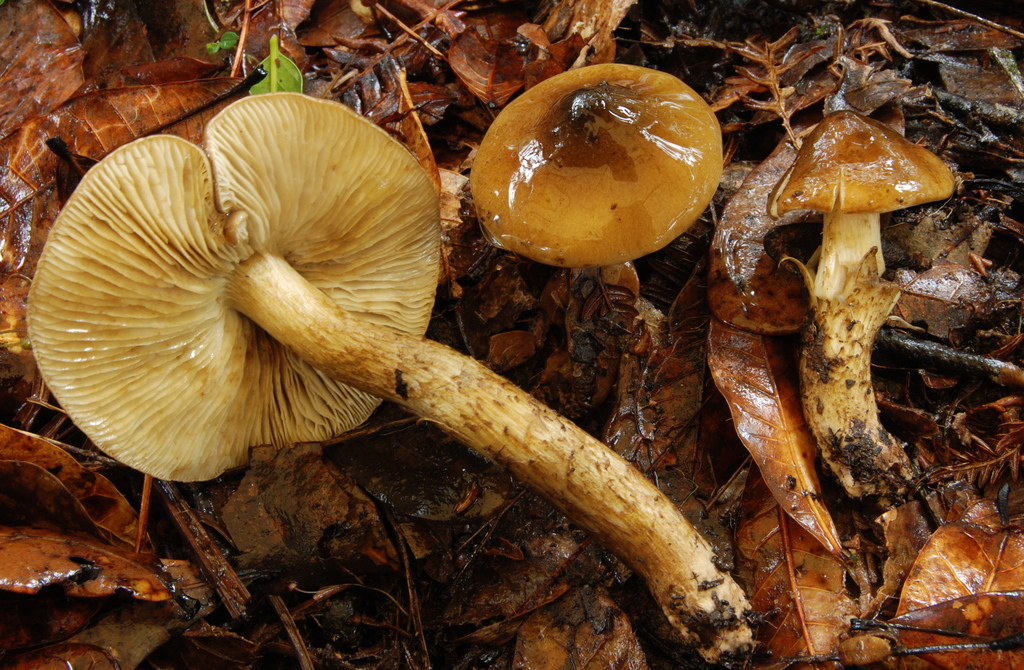 Tricholoma costaricense