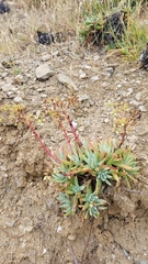 Dudleya virens hassei