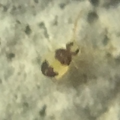 Deuterosminthurus bicinctus