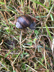Cornu aspersum