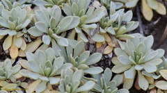 Petrophytum caespitosum