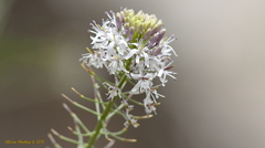 Thelypodium wrightii