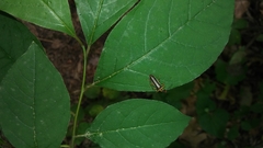 Podabrus brunnicollis