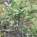 photo of White Spruce (Picea glauca)