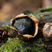 Dog's Nose Fungus - Photo (c) Christian Schwarz, some rights reserved (CC BY-NC), uploaded by Christian Schwarz