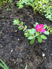 Portulaca amilis
