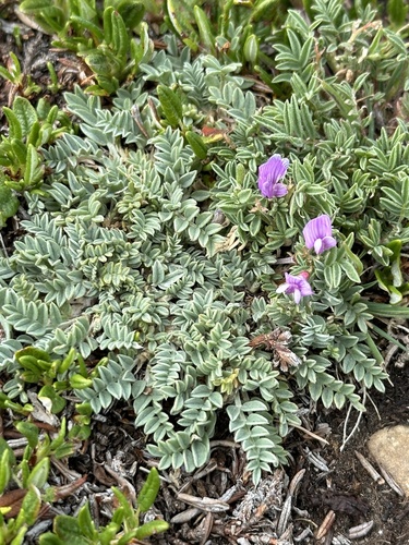 Image of Astragalus vexilliflexus by no rights reserved