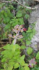 Scrophularia villosa