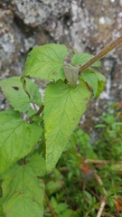 Scrophularia villosa