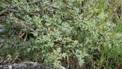 Berberis fremontii