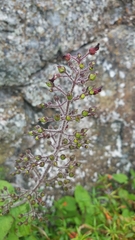 Scrophularia villosa