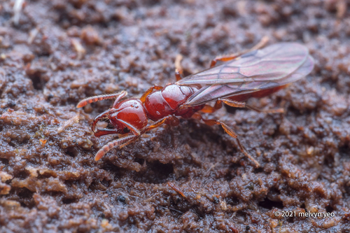 Myopias brevilobaMyopias breviloba