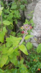 Scrophularia villosa