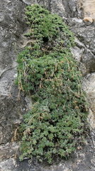 Petrophytum caespitosum