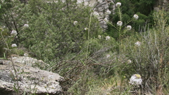 Thelypodium wrightii