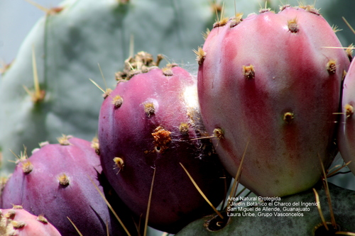 nopal tapón