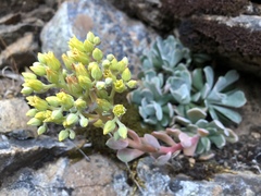Sedum albomarginatum