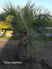 Butia capitata