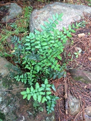 Pellaea pteroides
