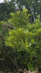 Rhamnus pirifolia