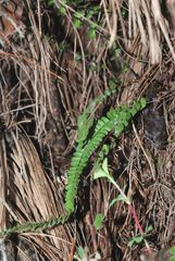 Asplenium monanthes