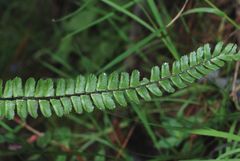 Asplenium monanthes